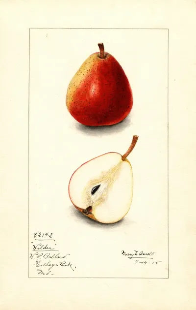 Pyrus Communis Wilder