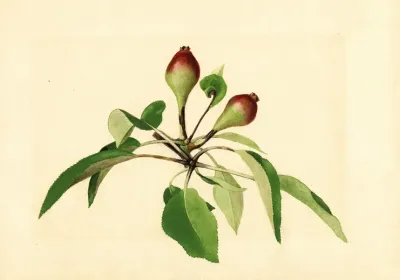 Pyrus Communis