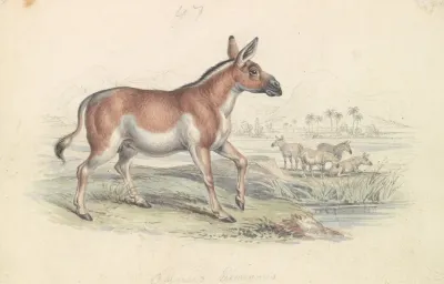 Quagga Male