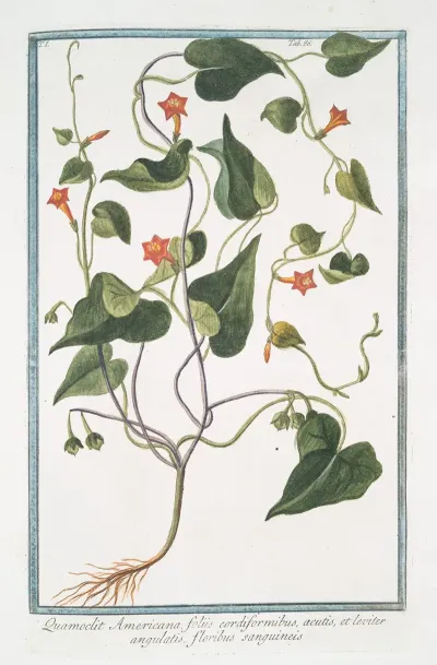 Quamoclit Americana Foliis Cordiformibus Acutis Et Leviter Angulatis Floribus Sanguineis