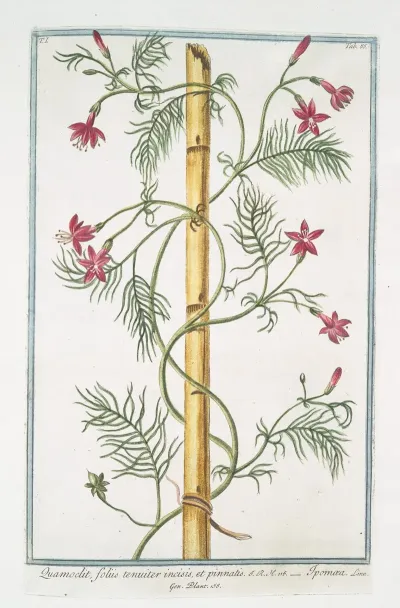 Quamoclit Foliis Tenuiter Incisis Et Pinnatis Ipomaea Cypress Vine Cardinal Climber Star Glory