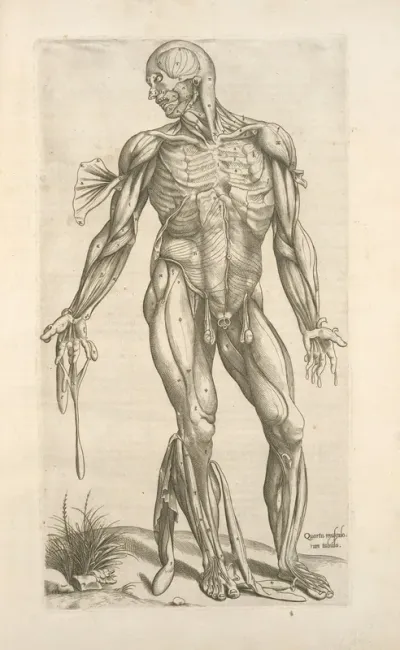 Quarta Musculorum Tabula Shows The Muscles With Fingers Pointing Down