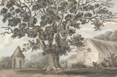 Queen Elizabeths Oak Near Finborough Hall