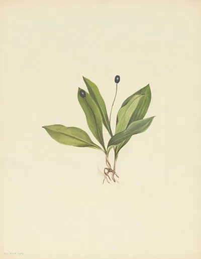 Queencup Fruit Clintonia Uniflora 2