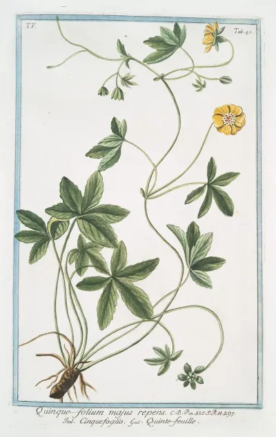 Quinque Folium Majus Repens Cinquefoglio Quinte Feuille