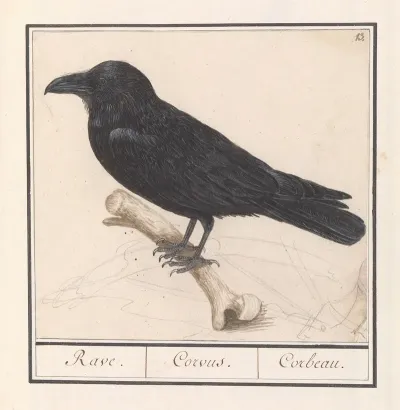 Raaf Corvus Corax