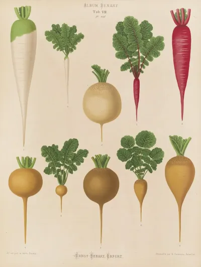 Radishes