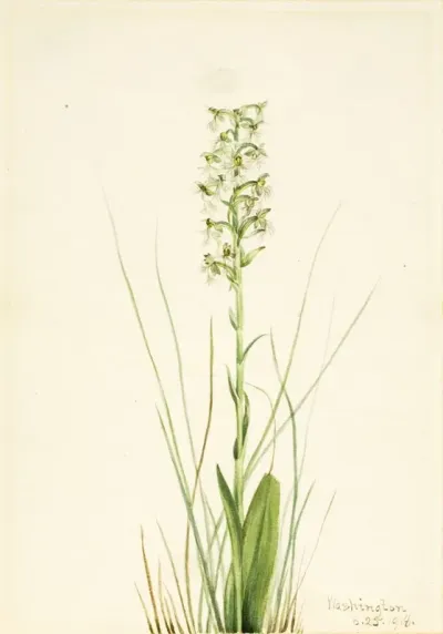 Ragged Fringe Orchid Habenaria Lacera 2