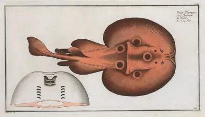 Raja Torpedo The Cramp Fish