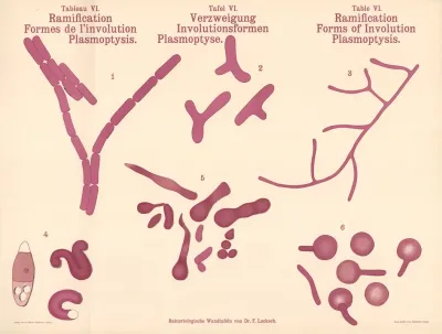 Ramification Forms Of Involution Plasmoptysis