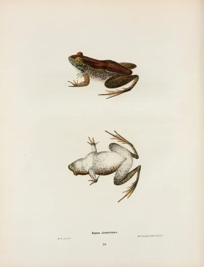 Rana Clamitans