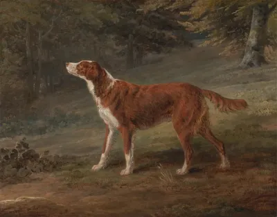 Ranger A Setter The Property Of Elizabeth Gray