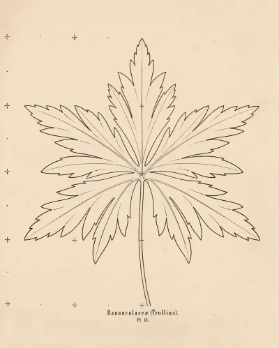 Ranunculaceae Trollius