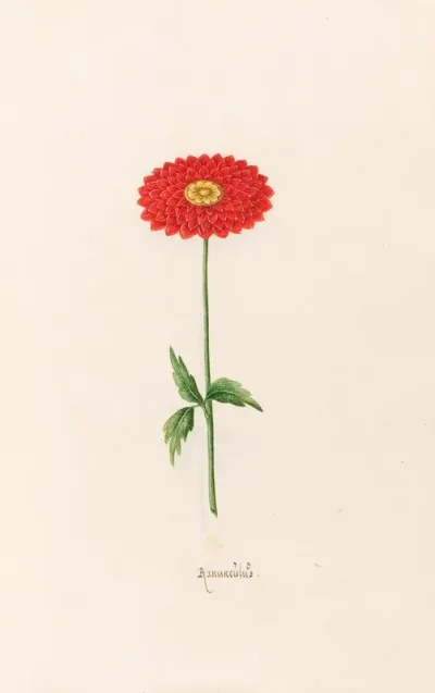 Ranunculus 3