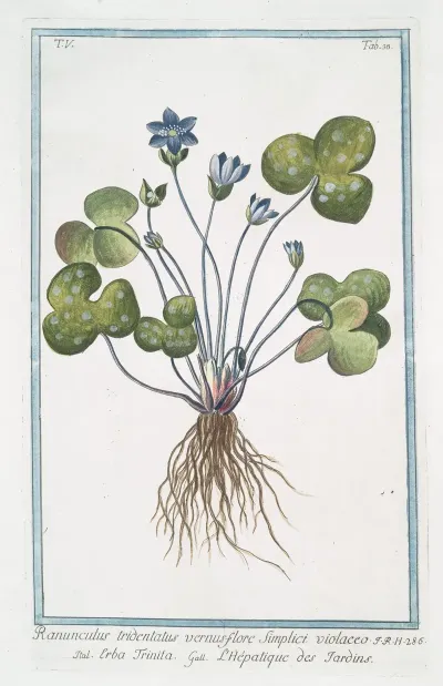 Ranunculus Tridentatus Vernus Flore Sunplici Violaceo Erba Trinita Lhepatique Des Jardins Livewort