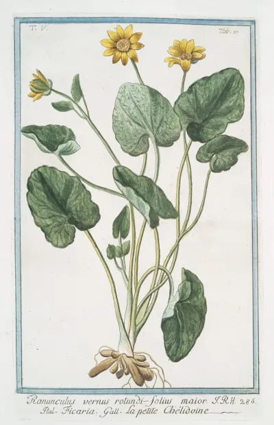 Ranunculus Vernus Rotundi Folius Maior Ficaria La Petite Chelidoine Yellow Butter Cups