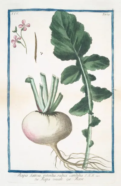 Rapa Sativa Rotonda Radice Candida Rapa Vusuale Rave Turnip