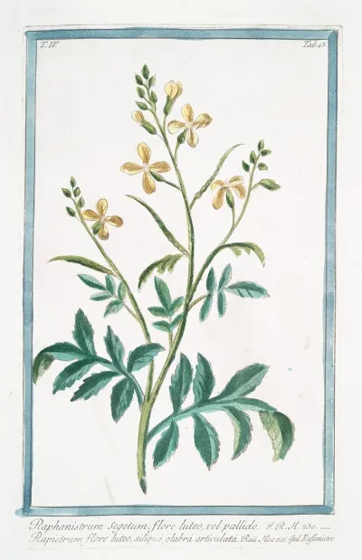 Raphanistrum Segetum Flore Luteo Vel Pallido Rapistrum Flore Luteo Siliqua Glabra Articulata Rafanistro Radish Family