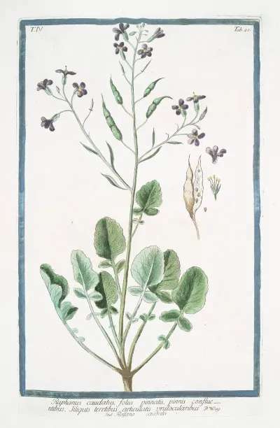 Raphanus Caudatus Foliis Pinnatis Pinnis Confluentibus Tiliquis Teretibus Articulatis Unilocularibus Rafano Caudato Rat Tail Radish