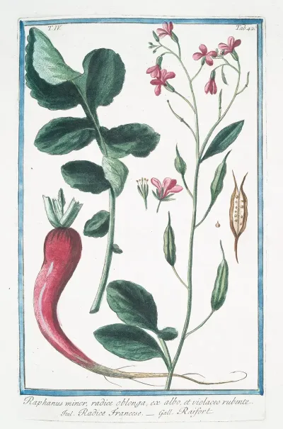 Raphanus Minor Radice Oblonga Ex Albo Et Violaceo Rubente Radice Francese Raifort Radish
