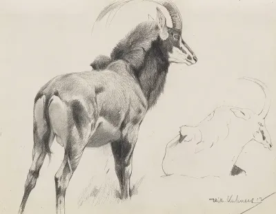 Rappenantilope 2