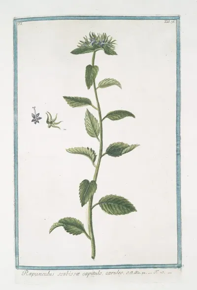 Rapunchulus Scabiosae Capitulo Caeruleo