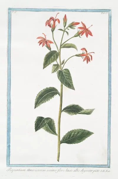 Rapuntium Americanum Coccineo Flore Lineis Albis Eleganter Picto