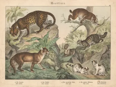 Raubtiere A Der Leopard B Der Cuguar C Der Europaische Luchs D Die Gemeine Wildkatze E Die Hauskatze