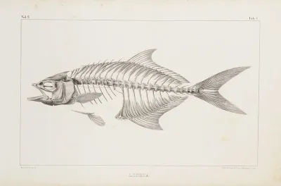 Recherches Sur Les Poissons Fossiles Pl 003