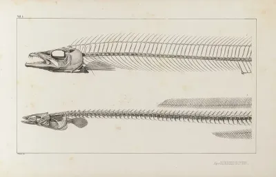 Recherches Sur Les Poissons Fossiles Pl 004