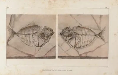Recherches Sur Les Poissons Fossiles Pl 014