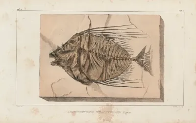 Recherches Sur Les Poissons Fossiles Pl 017