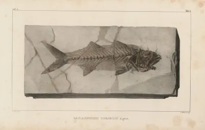 Recherches Sur Les Poissons Fossiles Pl 021