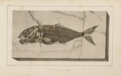Recherches Sur Les Poissons Fossiles Pl 025
