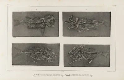 Recherches Sur Les Poissons Fossiles Pl 035