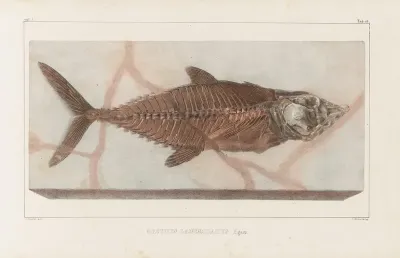 Recherches Sur Les Poissons Fossiles Pl 038