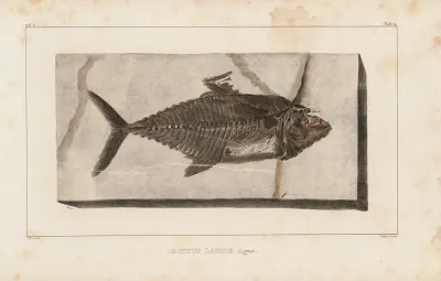 Recherches Sur Les Poissons Fossiles Pl 039
