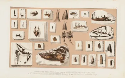 Recherches Sur Les Poissons Fossiles Pl 043