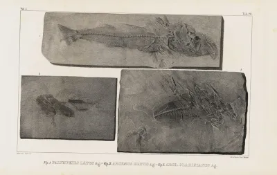 Recherches Sur Les Poissons Fossiles Pl 046