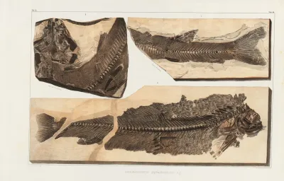 Recherches Sur Les Poissons Fossiles Pl 067