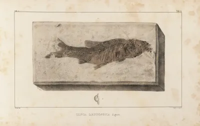 Recherches Sur Les Poissons Fossiles Pl 073