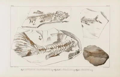 Recherches Sur Les Poissons Fossiles Pl 075