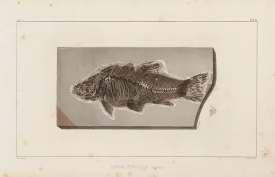 Recherches Sur Les Poissons Fossiles Pl 076