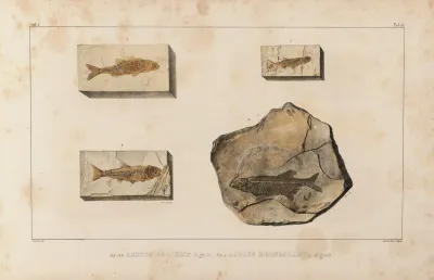 Recherches Sur Les Poissons Fossiles Pl 079