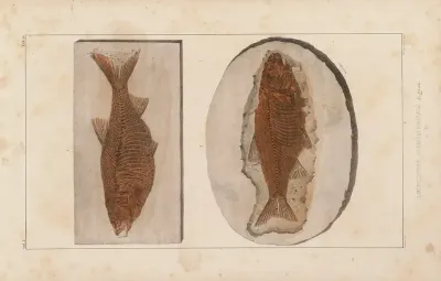 Recherches Sur Les Poissons Fossiles Pl 082