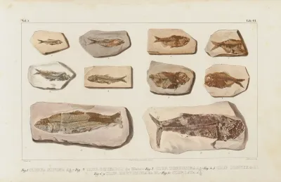 Recherches Sur Les Poissons Fossiles Pl 089