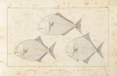 Recherches Sur Les Poissons Fossiles Pl 099