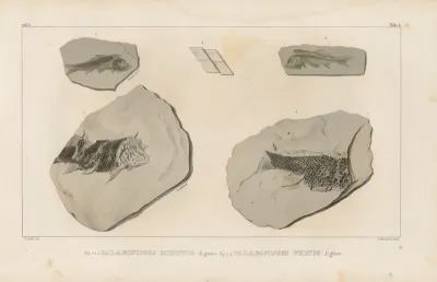 Recherches Sur Les Poissons Fossiles Pl 133