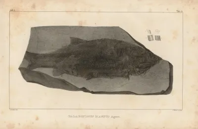 Recherches Sur Les Poissons Fossiles Pl 141