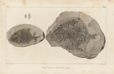 Recherches Sur Les Poissons Fossiles Pl 146